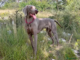 Weimaraner cani Cuccioli Weimaraner - Annuncio 3