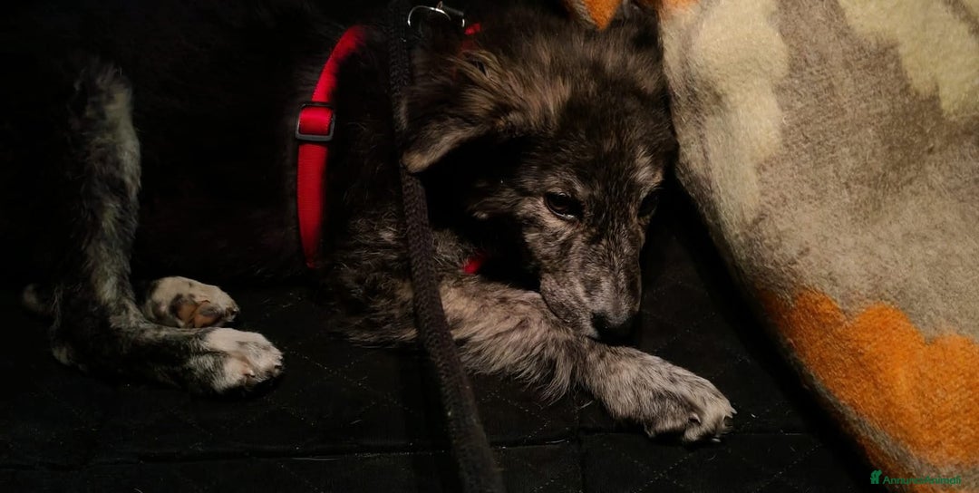 Meticcio cani in regalo: DOLCE GREY, MORBIDO CUCCIOLO - Annuncio 7