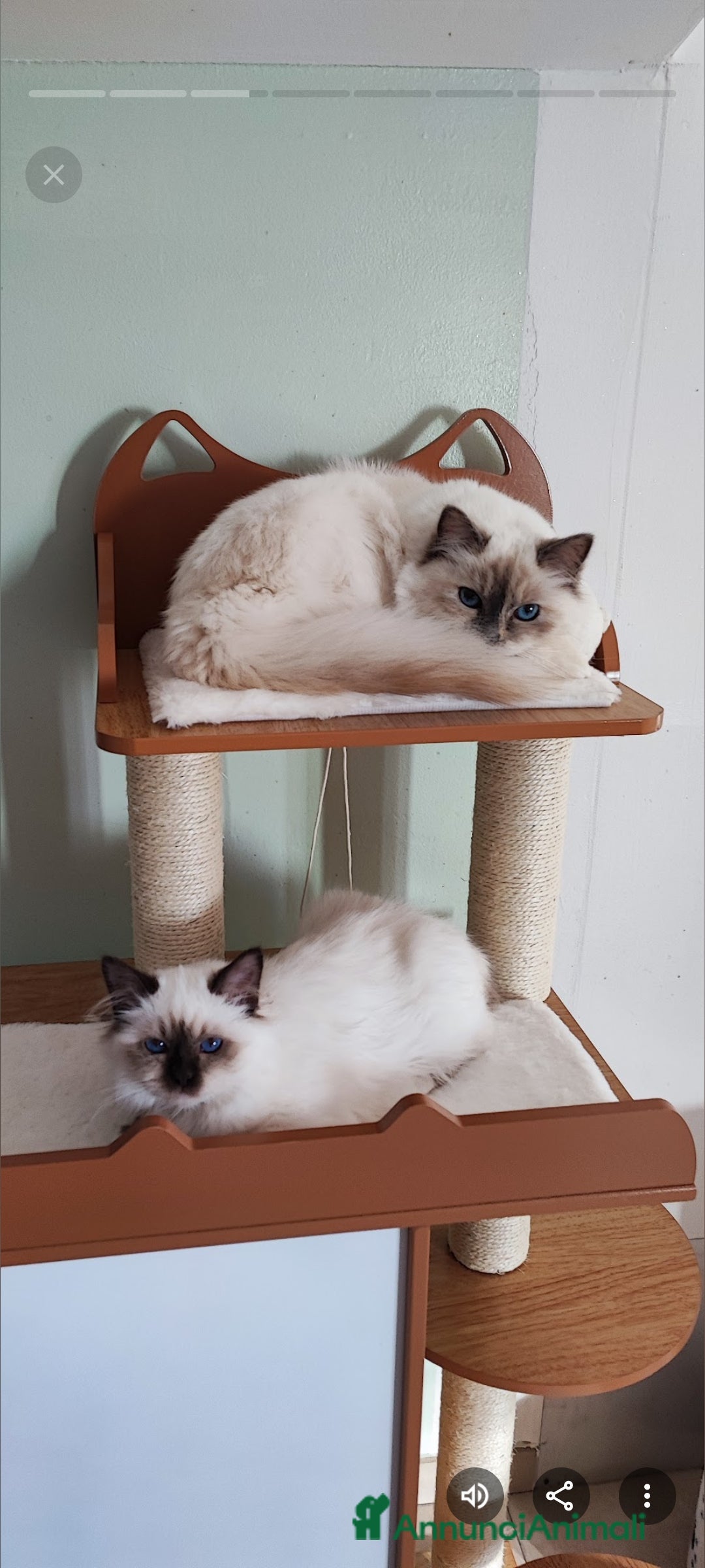 Sacro di Birmania gatti in vendita: Cuccioli  - Annuncio 1