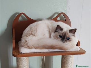 Sacro di Birmania gatti Cuccioli - Annuncio 2