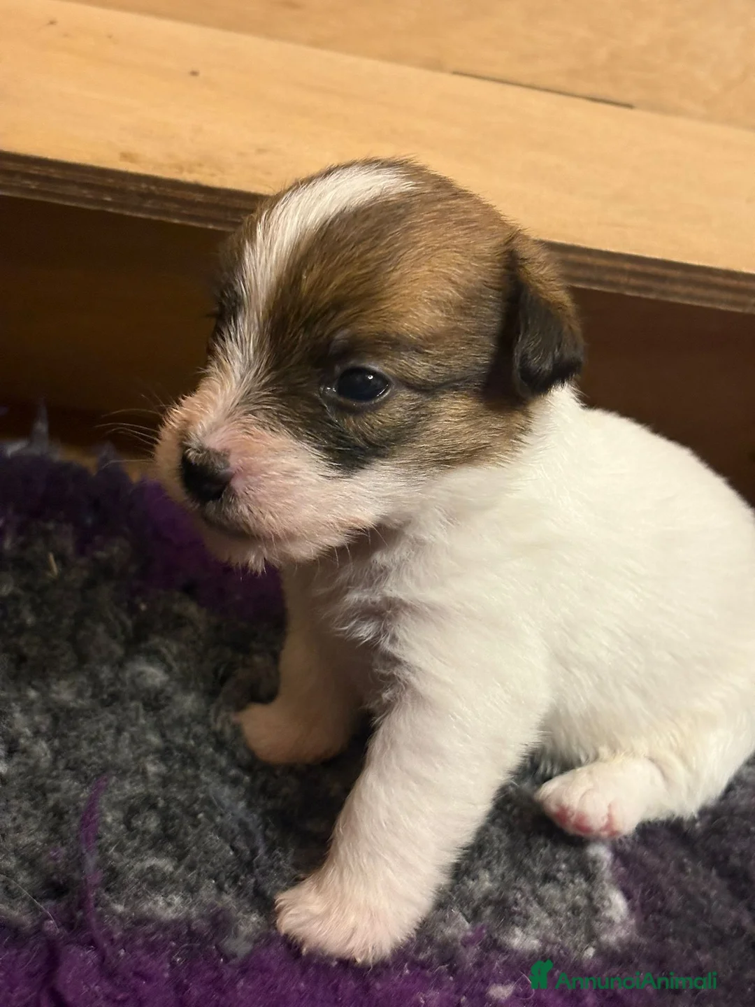 Jack Russell cani in vendita: jack russell white tan a pelo ruvido/broken - Annuncio 3