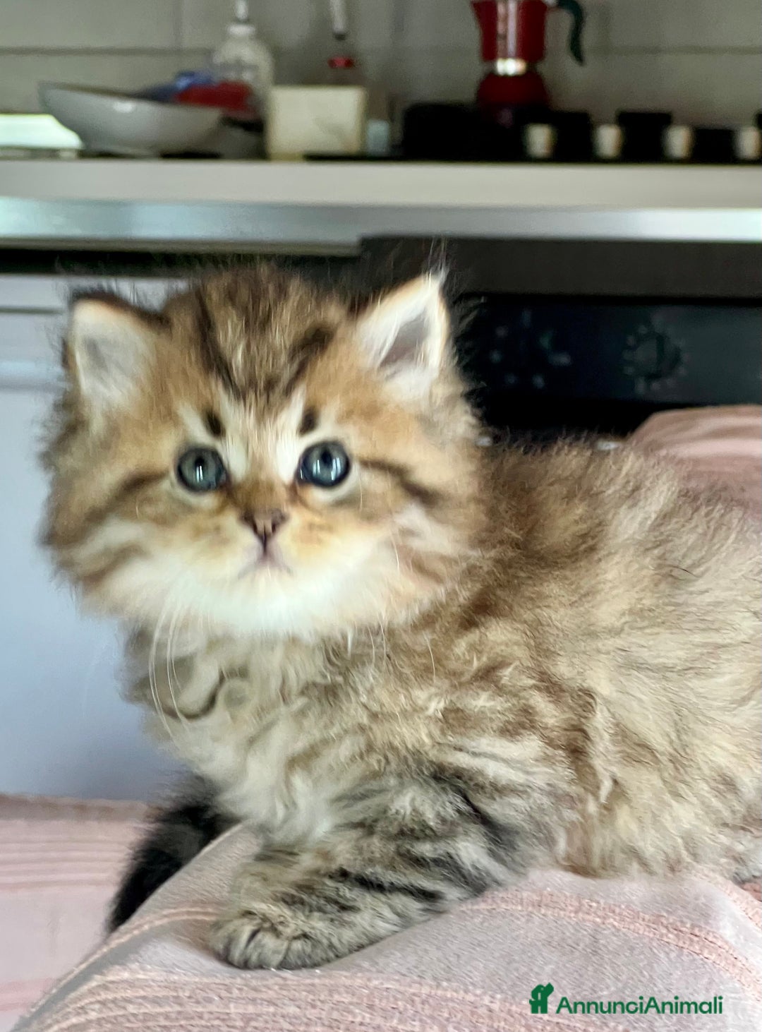 Siberiano gatti in vendita: Cuccioli di gatto Siberiano - Annuncio 3