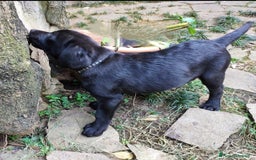 Labrador cani in vendita: Labrador  a Città metropolitana di Roma Capitale - Immagine 20