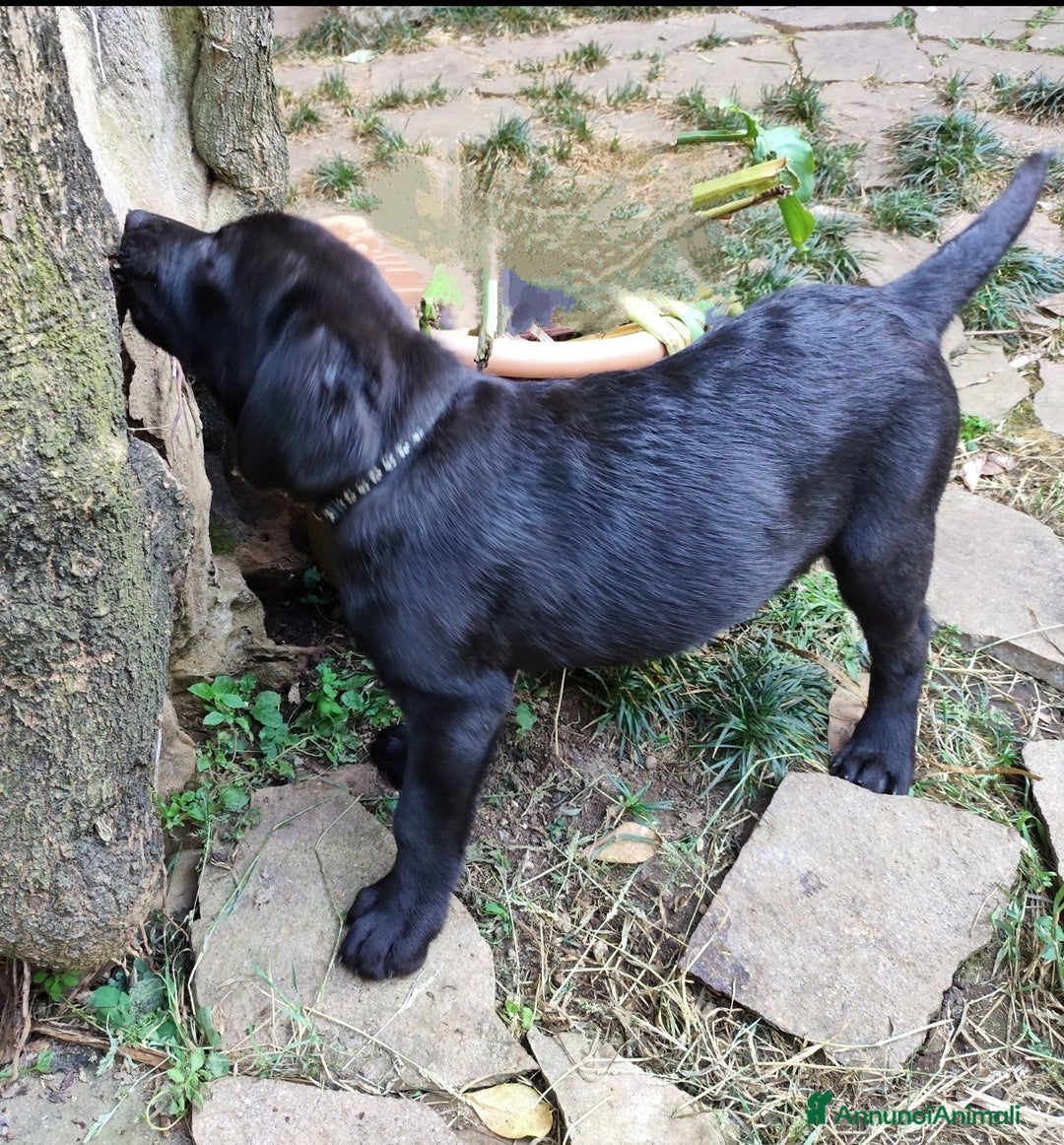 Labrador cani in vendita: Labrador  a Città metropolitana di Roma Capitale - Immagine 20