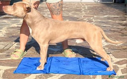 Pitbull cani per accoppiamento: monta pitbull silver red nose a Provincia di Cremona - Immagine 3