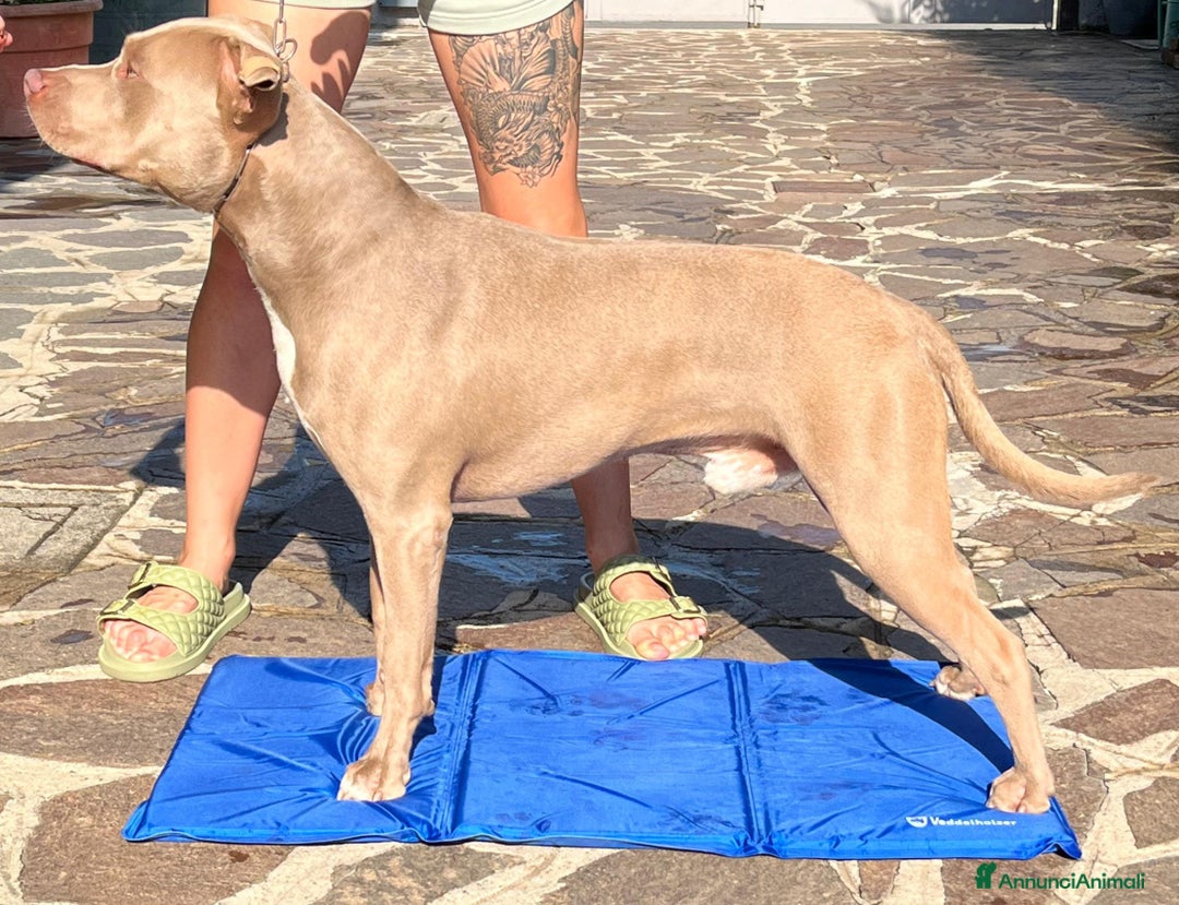 Pitbull cani per accoppiamento: monta pitbull silver red nose a Provincia di Cremona - Immagine 3