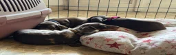 Bassotto cani in vendita: CUCCIOLI DI BASSOTTO NANO  - Annuncio 3