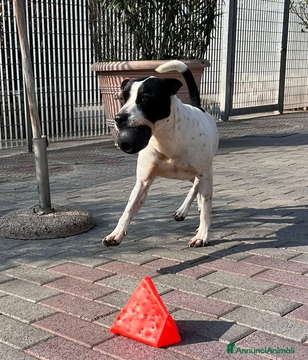 Meticcio cani in regalo: BLACK GENTILCANE - Annuncio 9