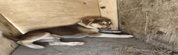 Meticcio cani in regalo: LEO cucciolo meraviglioso tg contenuta - Annuncio 4