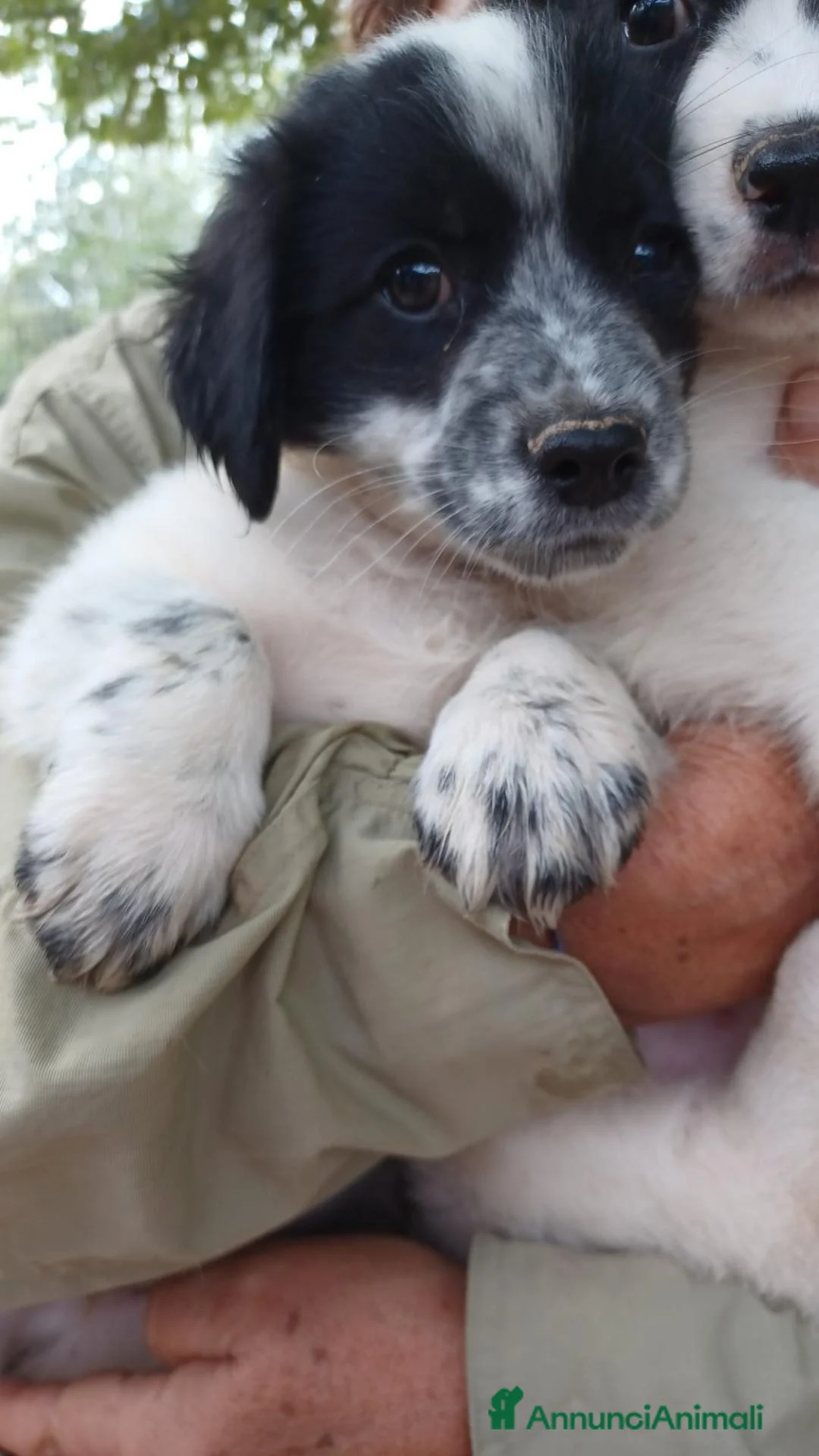 Meticcio cani in regalo: DUPLO - Annuncio 2