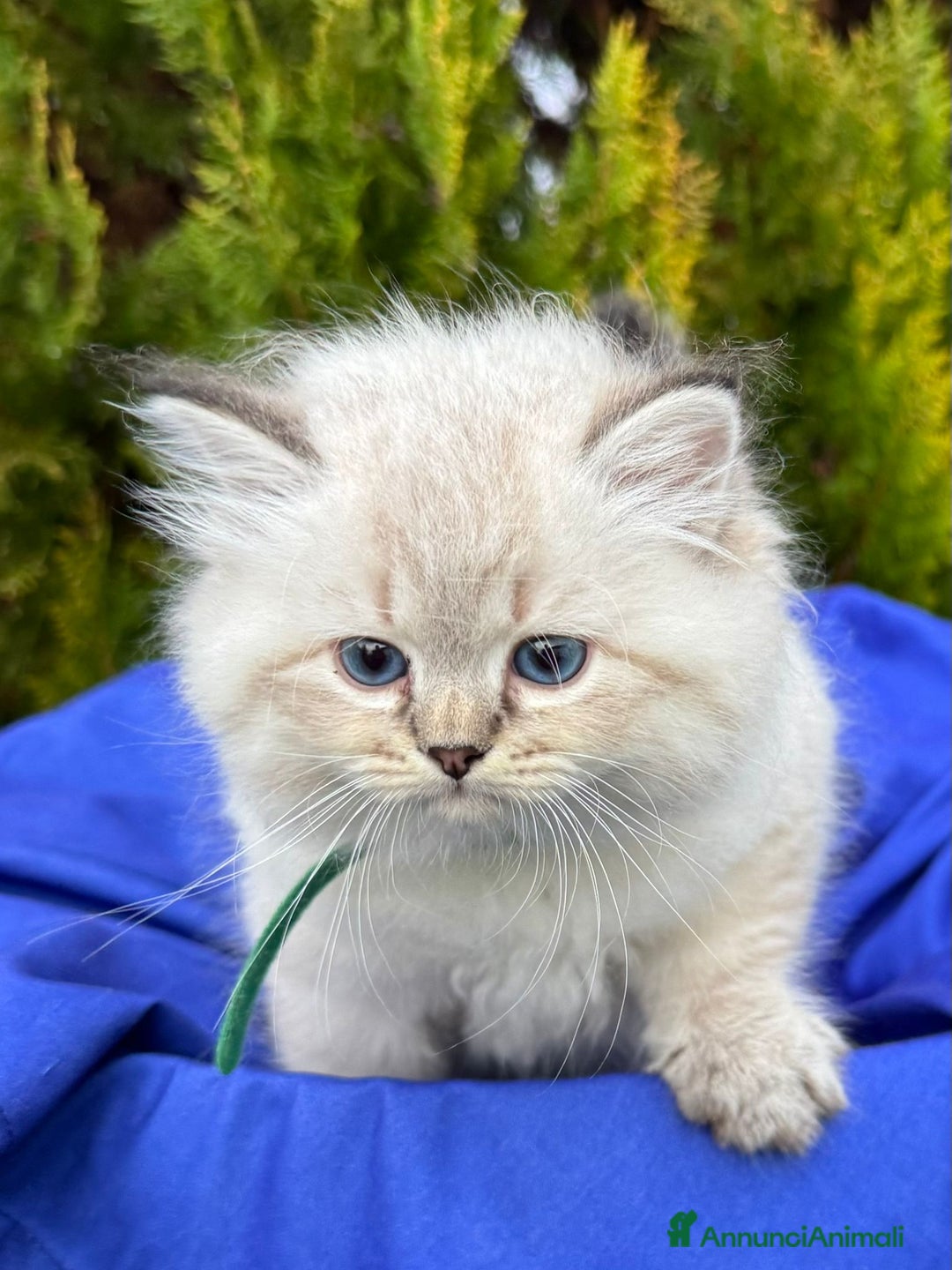 Siberiano gatti in vendita: Siberiani Neva Masquerade  - Annuncio 4