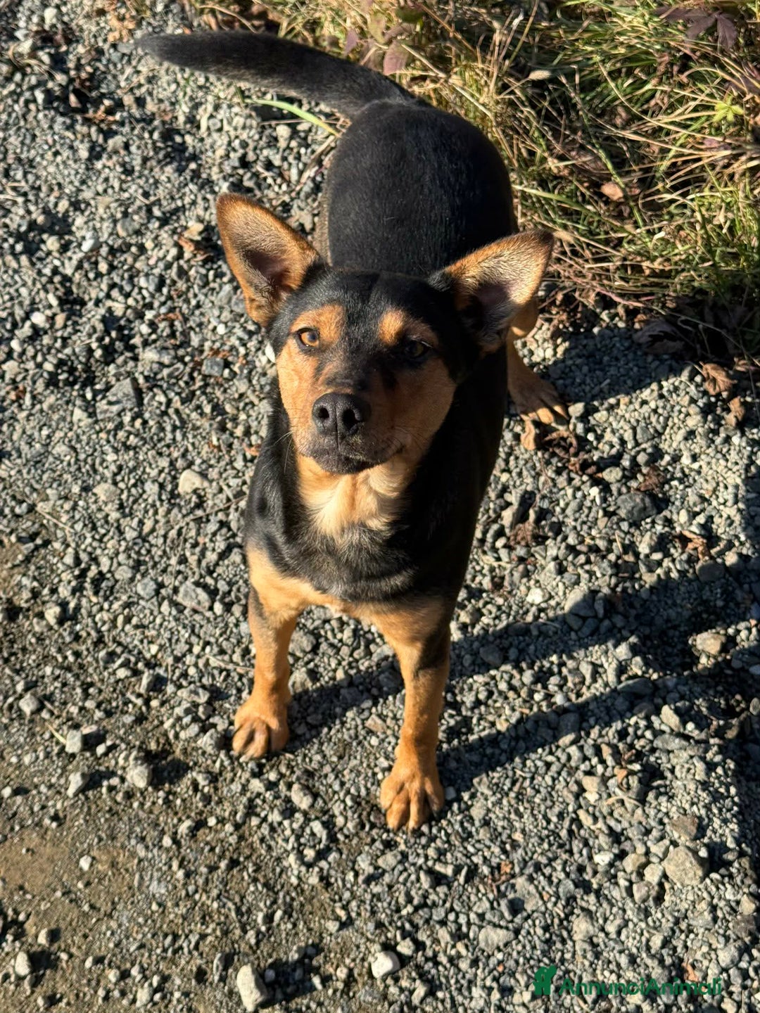 Meticcio cani in regalo: ENA, simpaticissima orecchiona! TAGLIA PICCOLA - Annuncio 4