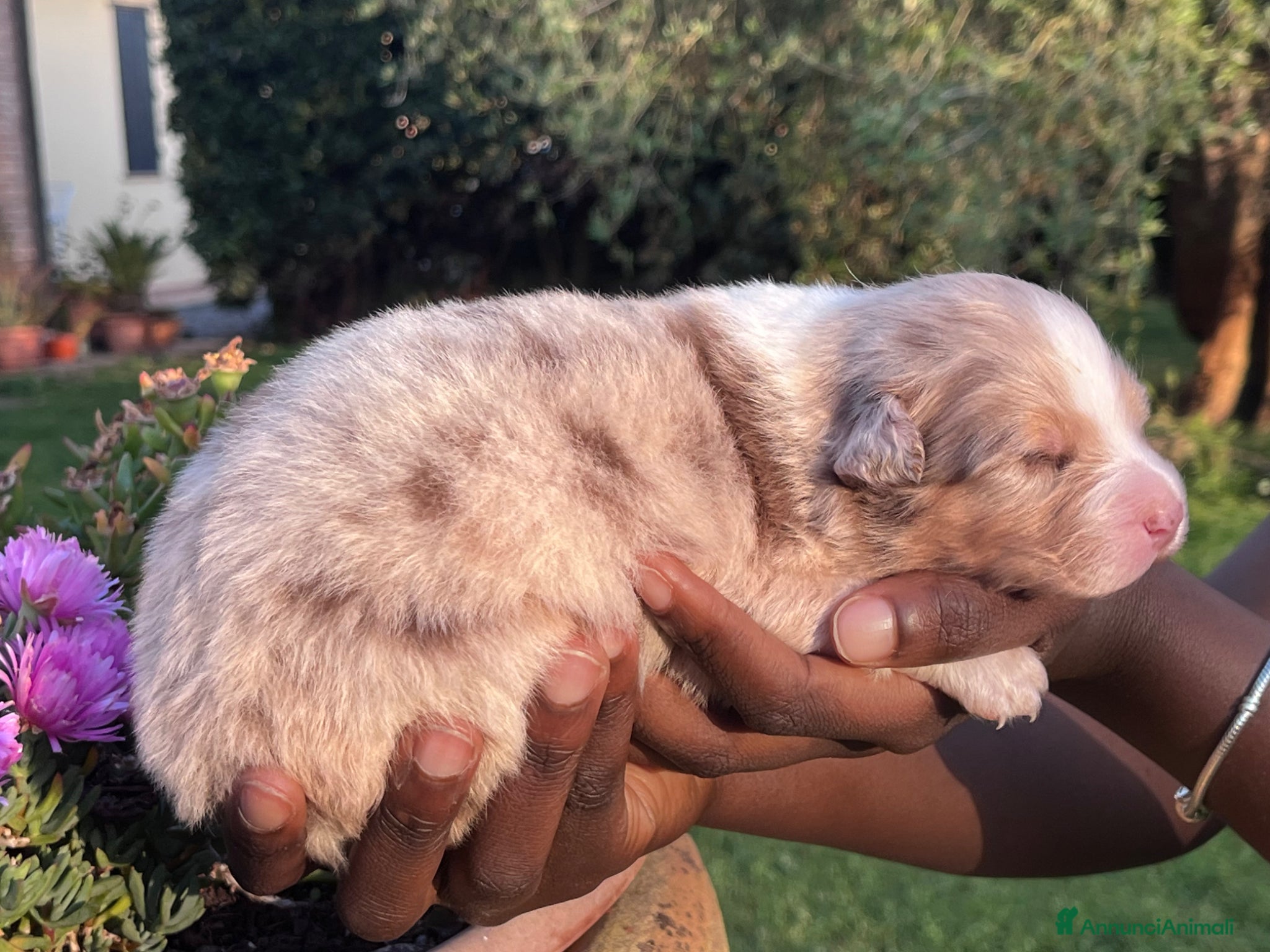 Australian Shepherd cani in vendita: Cuccioli Australian Shepherd  - Annuncio 1