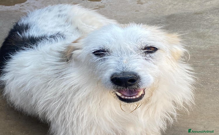 Spinone cani a Provincia di Latina - Annuncio 6