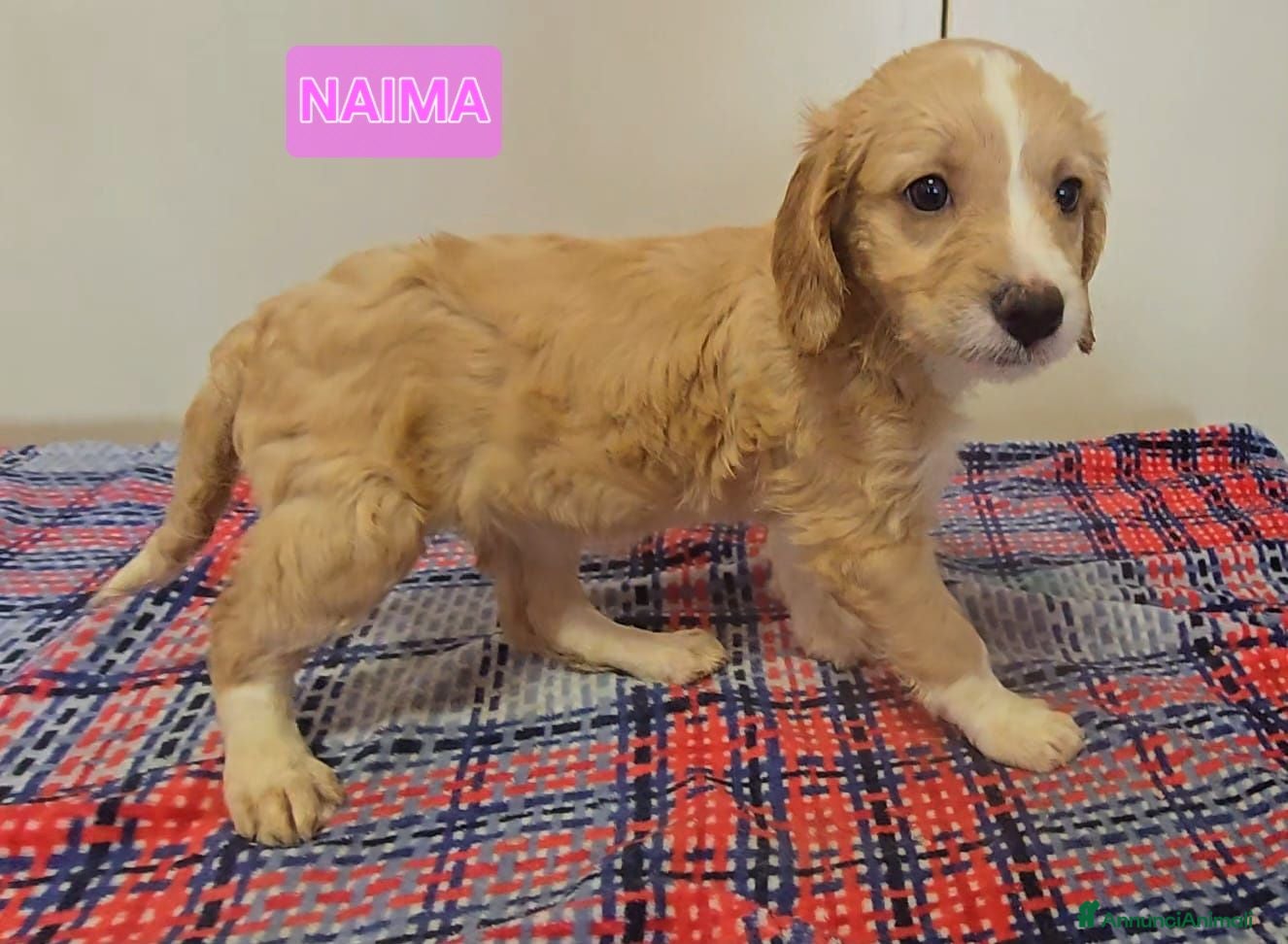 Meticcio cani Naima 2 mesi taglia piccola  - Annuncio 1
