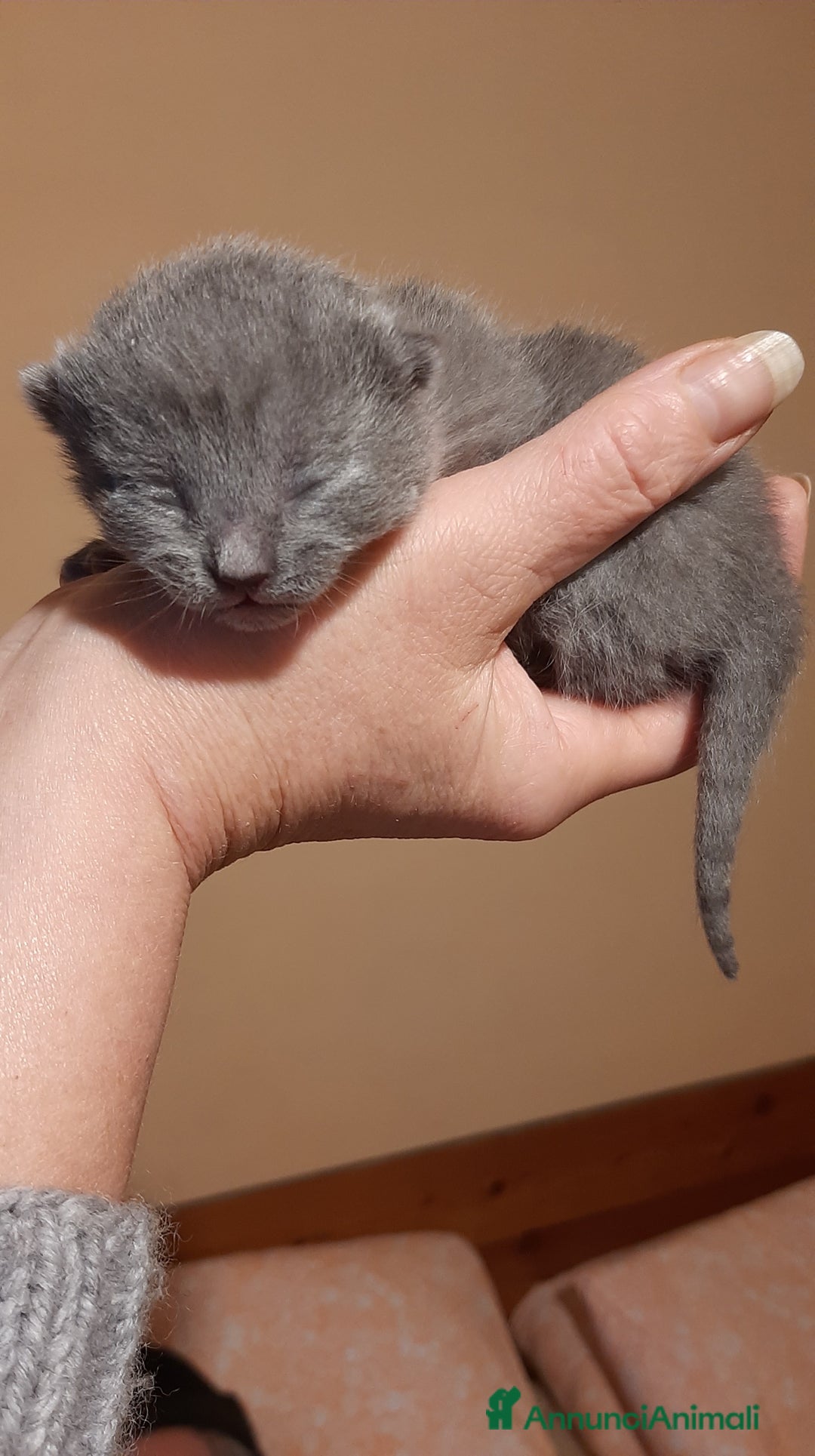 Certosino gatti in vendita: cucciole disponibili - Annuncio 2