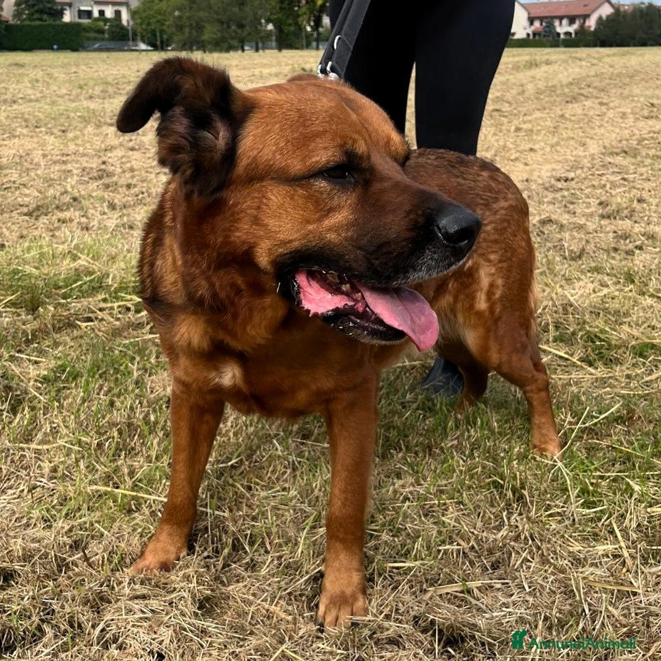 Meticcio cani in regalo: JONAS CAGNONE PIU' CHE BUONINO - Annuncio 7