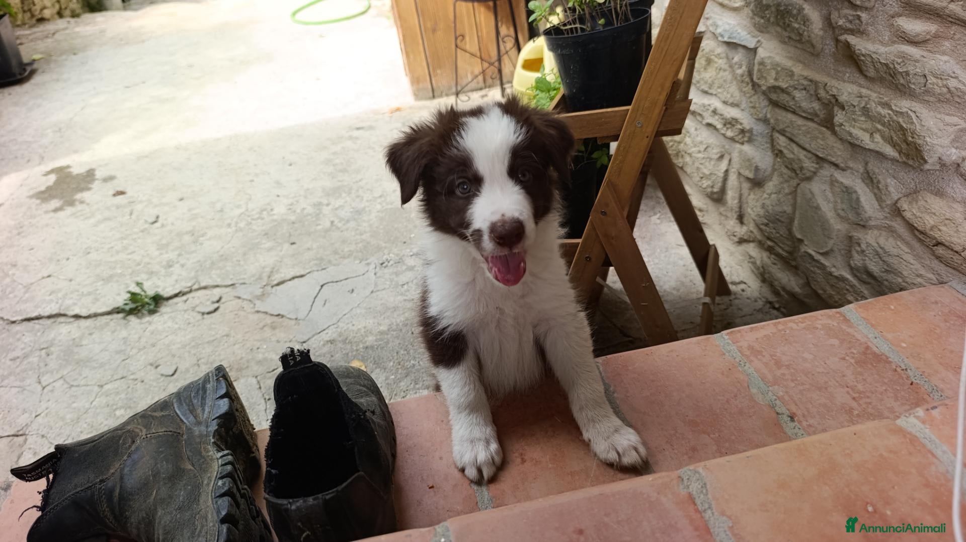 Border Collie cani Cuccioli di Border Collie - Annuncio 2