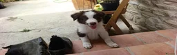 Border Collie cani in vendita: Cuccioli di Border Collie - Annuncio 2