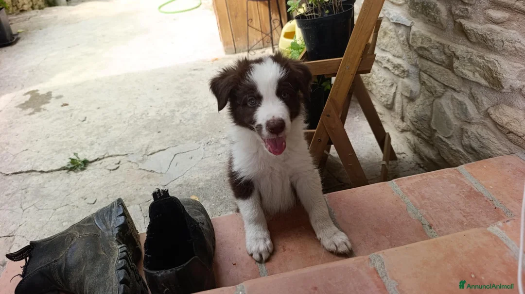 Border Collie cani in vendita: Cuccioli di Border Collie - Annuncio 2
