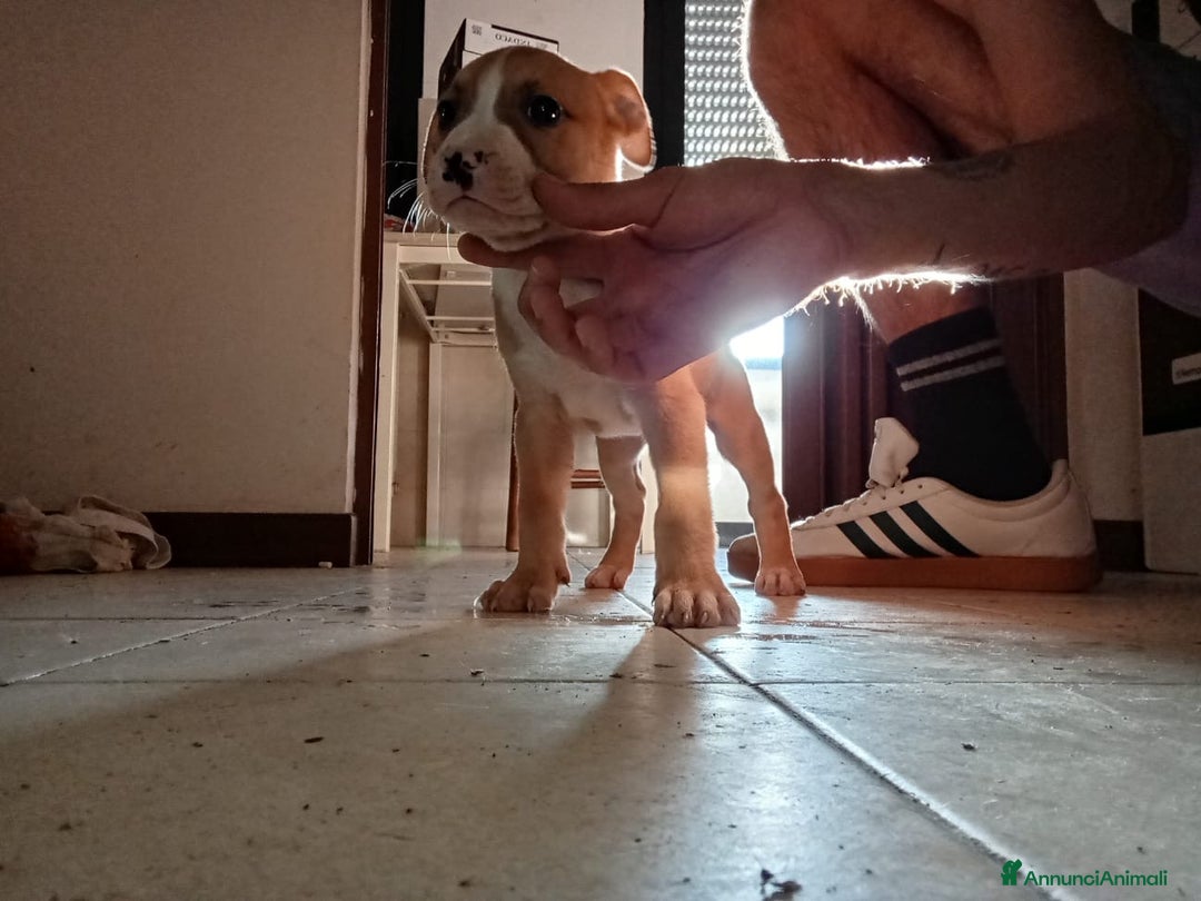Pitbull cani in vendita: CUCCIOLI DI PITBULL a Provincia di Viterbo - Immagine 2