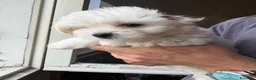 Maltese cani in vendita: cuccioli cani maltesi a Provincia di Ravenna - Annuncio 2