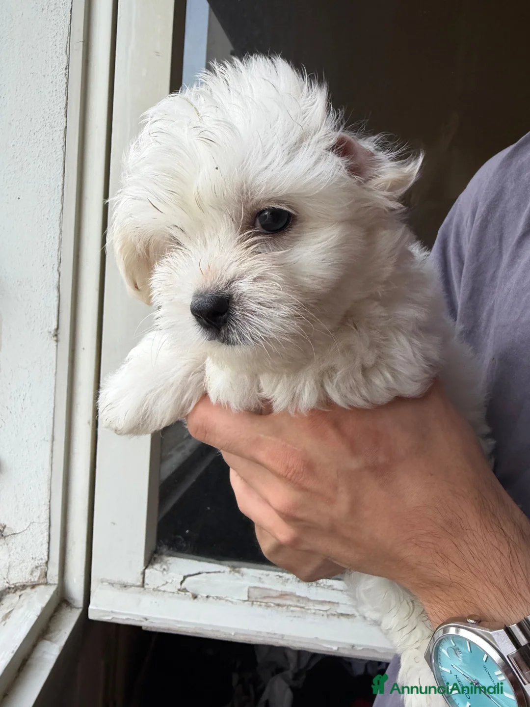 Maltese cani in vendita: cuccioli cani maltesi a Provincia di Ravenna - Annuncio 2