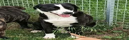 Meticcio cani in regalo: Leo aspetta da due anni e continua a sperare... a Provincia di Pavia - Annuncio 3