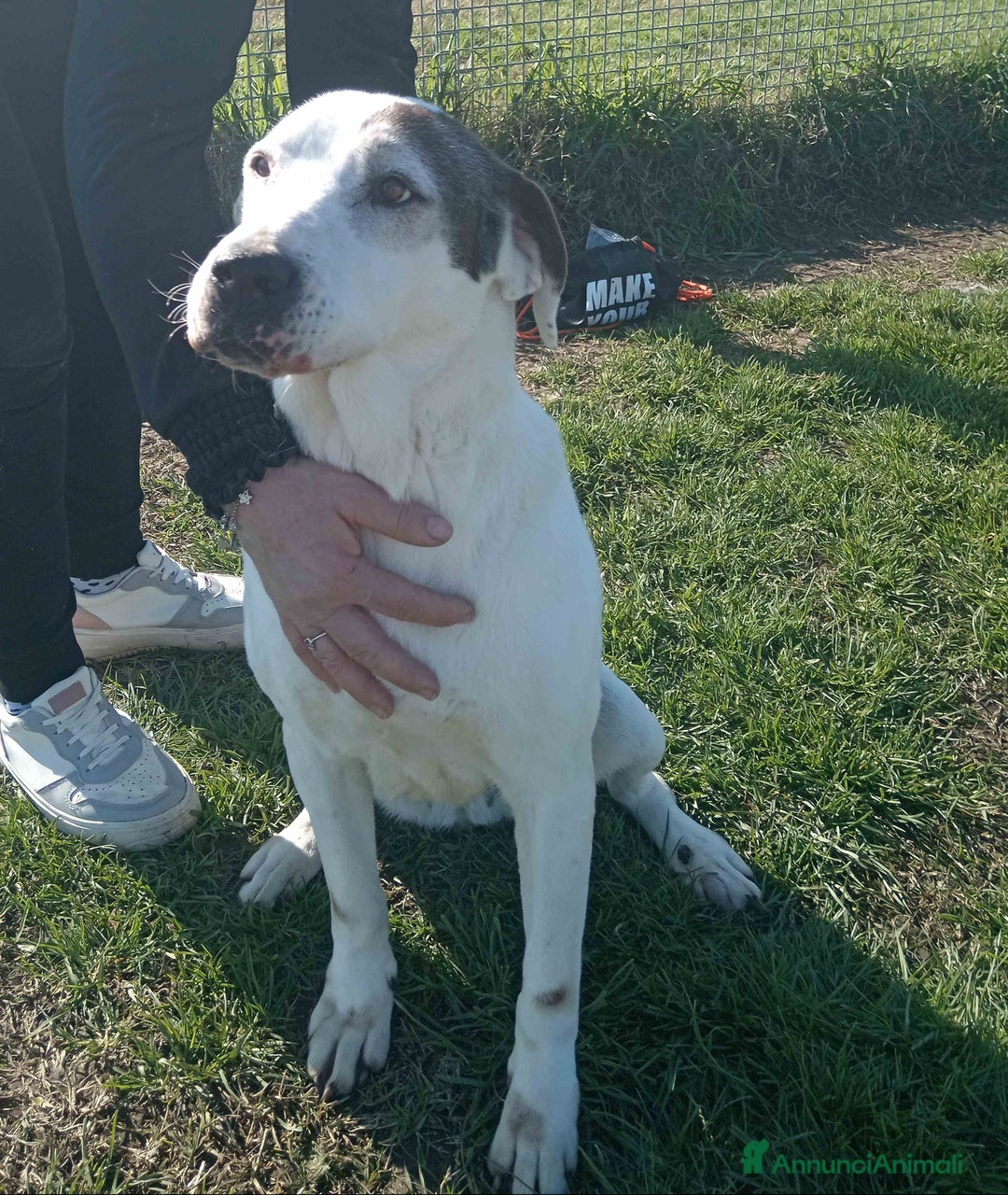 Meticcio cani in regalo: ADOZIONE DEL CUORE_MONICA NONNINA TENERISSIMA a Provincia di Latina - Annuncio 2