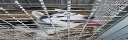 Husky cani in regalo: Siberius, husky, in canile - Annuncio 2