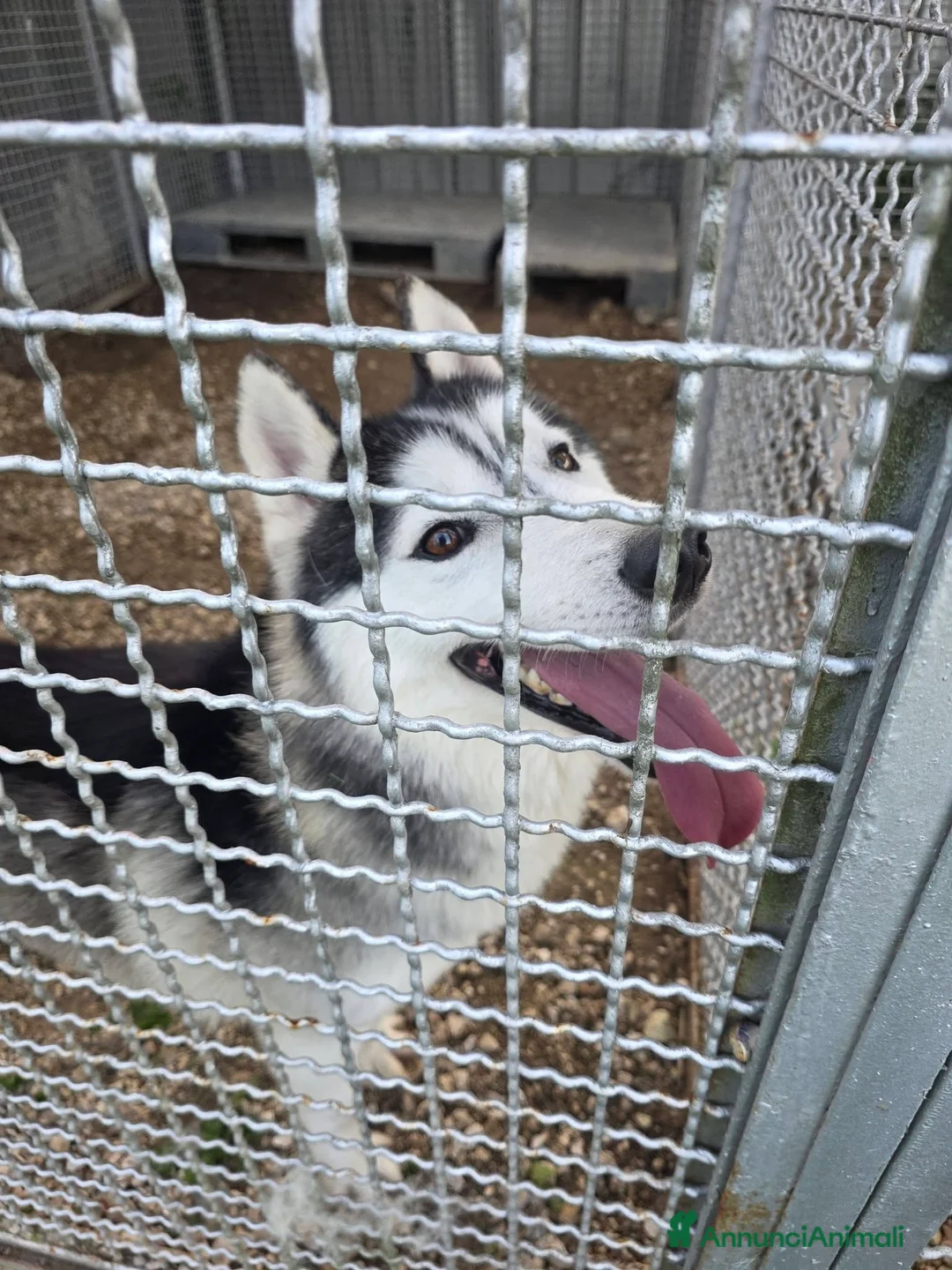 Husky cani in regalo: Siberius, husky, in canile - Annuncio 2