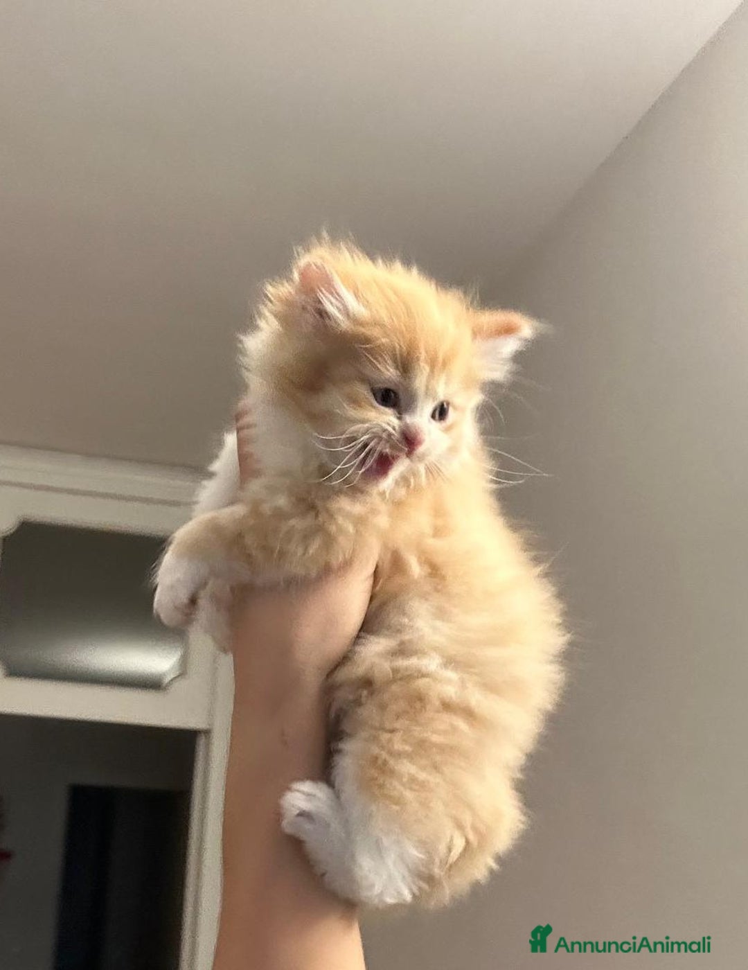 Persiano gatti in vendita: Gattini persiani normotipo  - Annuncio 18