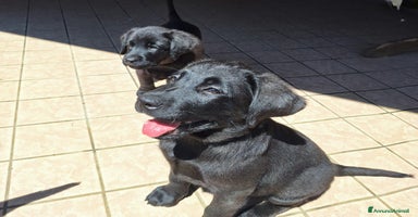 Labrador cani a Provincia di Padova - Annuncio 3