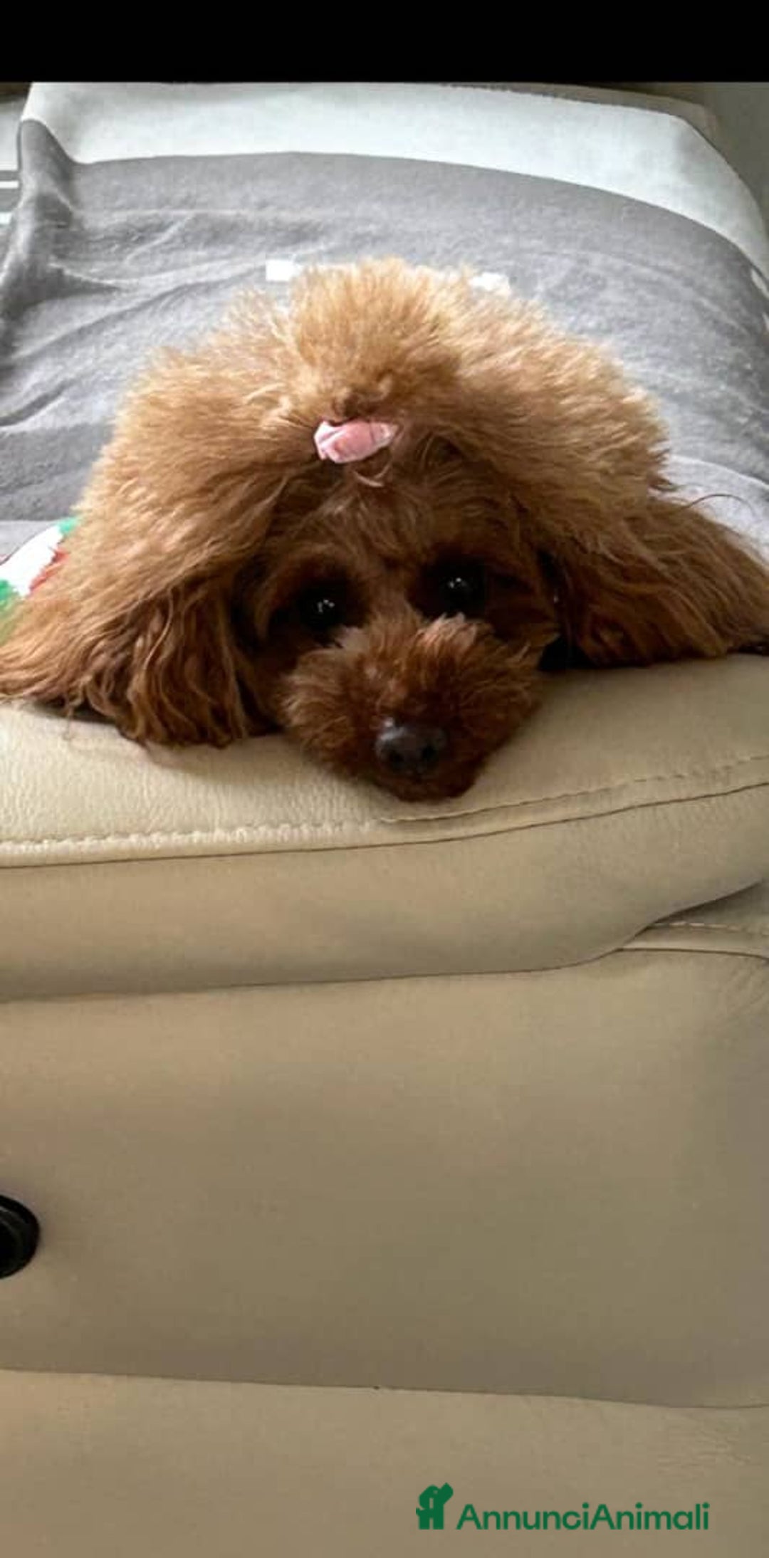 Barboncino Toy cani in vendita: Cuccioli di barboncino toy rossi - Annuncio 11