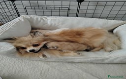Volpino Pomerania cani in vendita: Volpino di Pomerania  a Provincia di Modena - Immagine 6