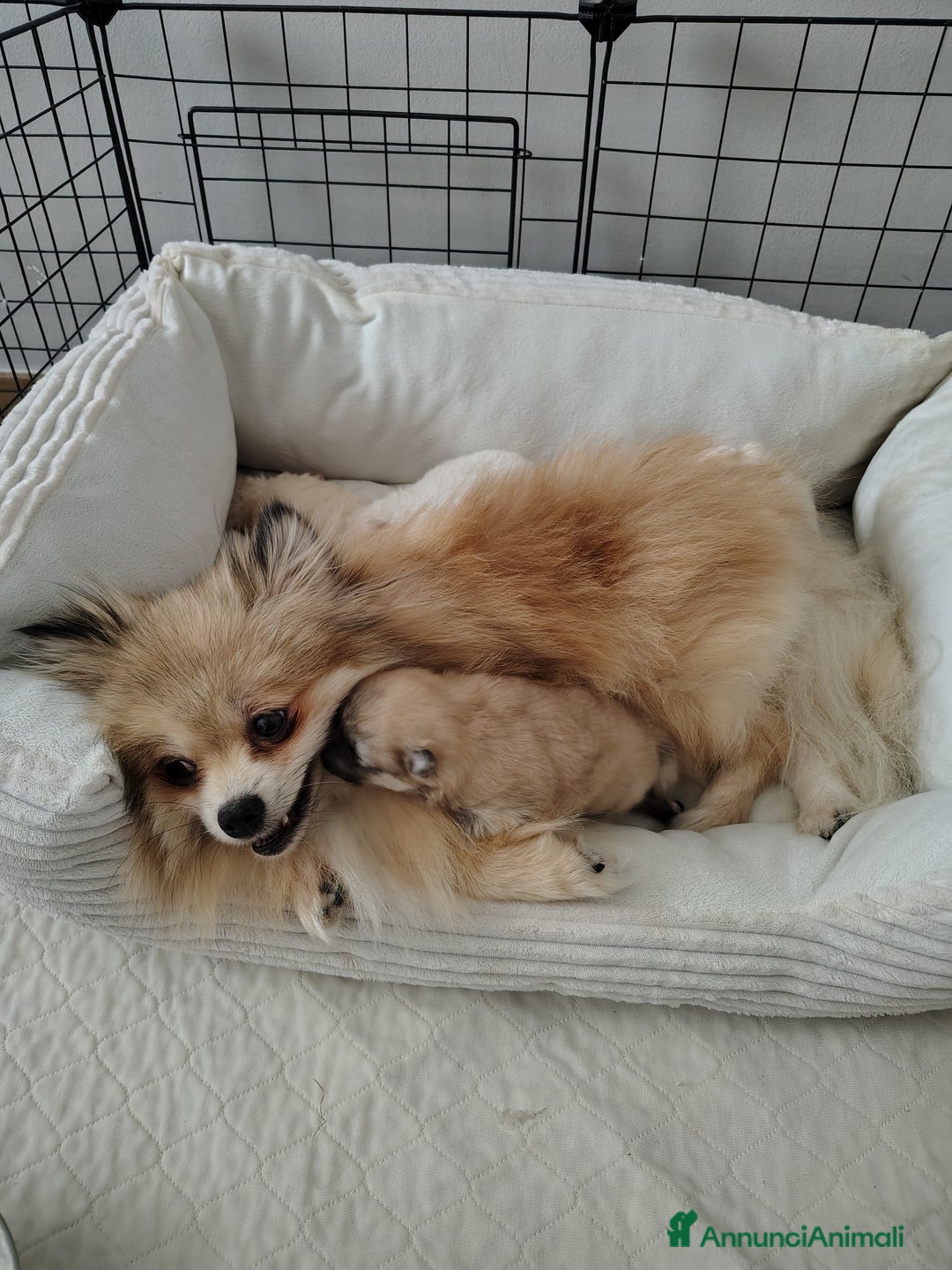 Volpino Pomerania cani in vendita: Volpino di Pomerania  a Provincia di Modena - Immagine 6