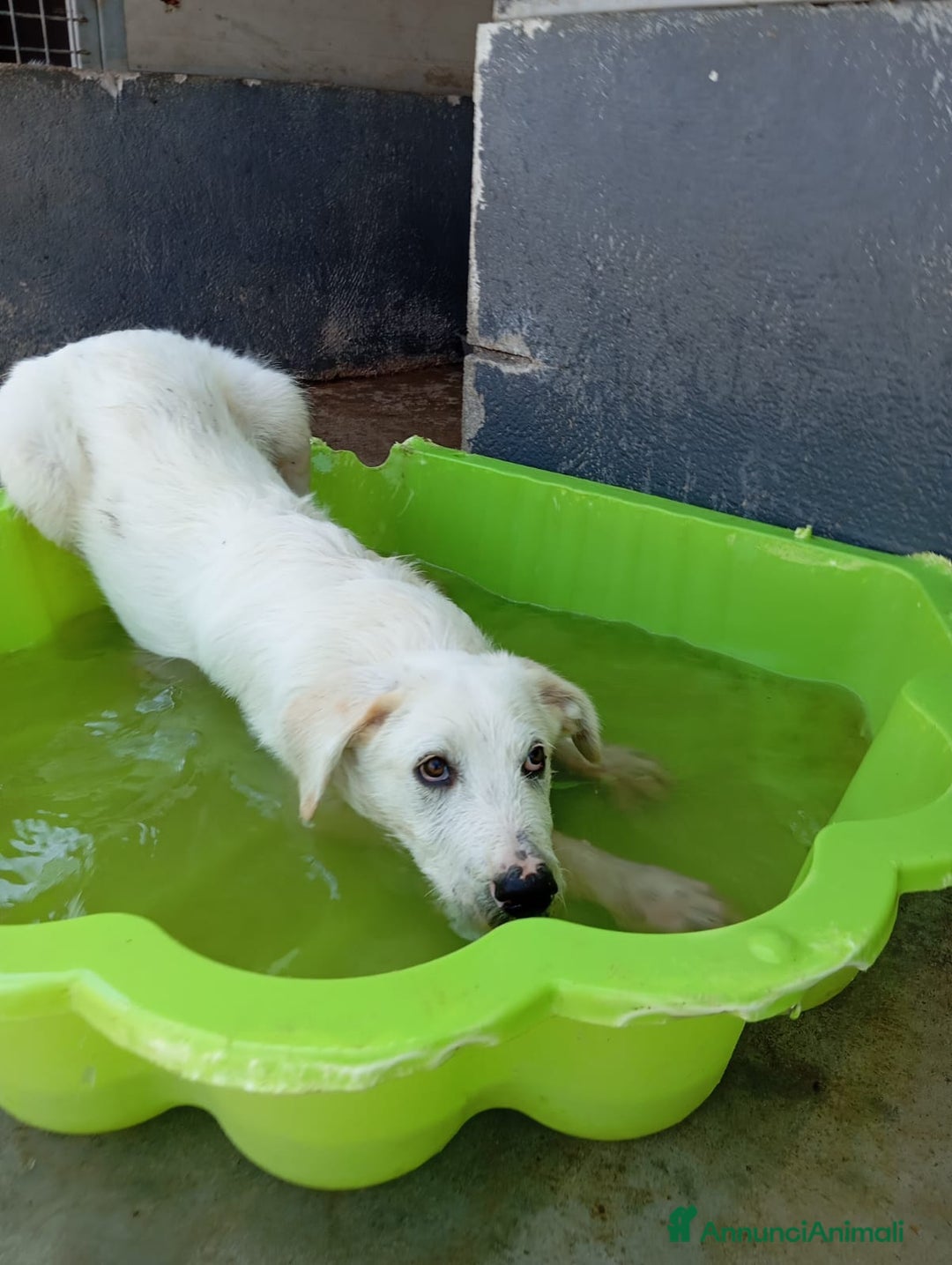 Meticcio cani in regalo: Max, simil spinone a Città Metropolitana di Bologna - Immagine 2