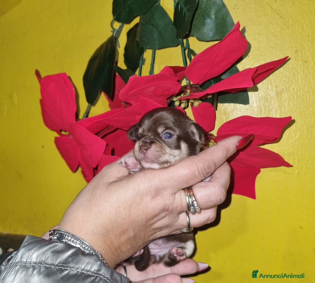 Chihuahua cani in vendita: Cuccioli di chihuahua  - Annuncio 7
