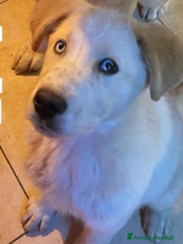 Meticcio cani Cucciolo stupendo occhi azzurri MANTOVA URGENTE - Annuncio 2