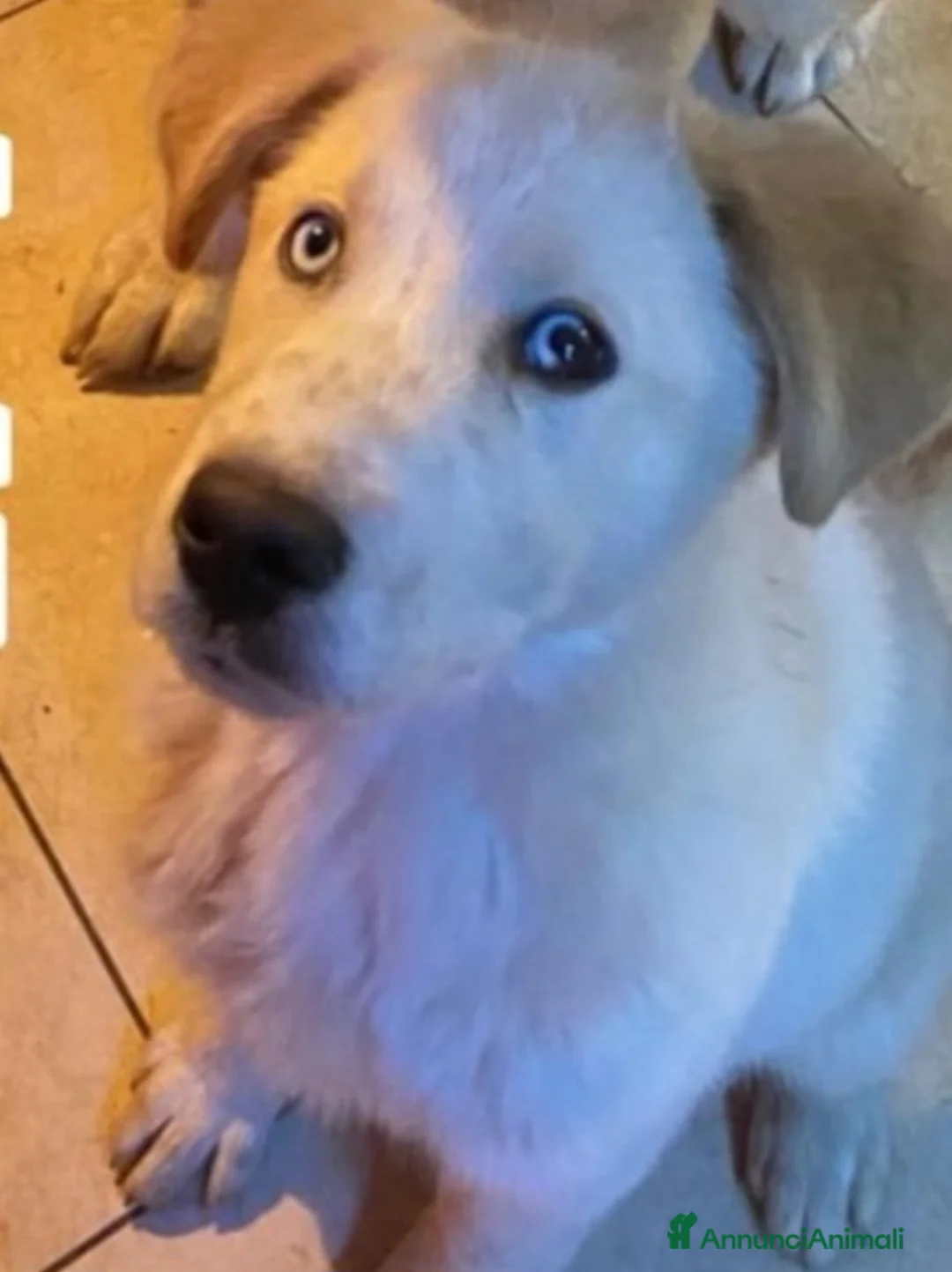 Meticcio cani in regalo: Cucciolo stupendo occhi azzurri MANTOVA URGENTE - Annuncio 2