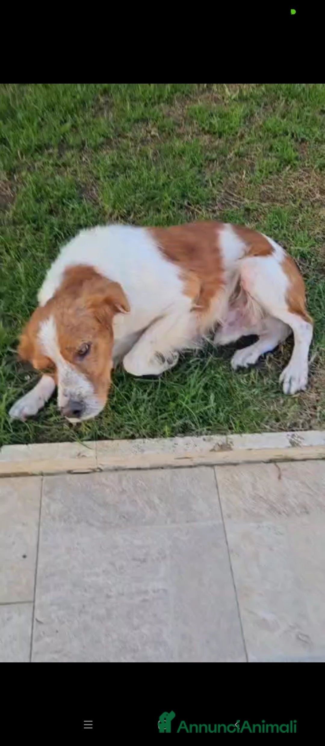 Breton cani in regalo: Tommy: giovane bretoncino socievole equilibrato  - Annuncio 8