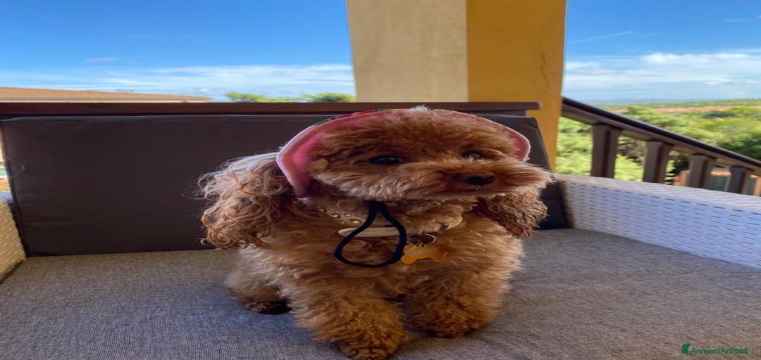 Immagine della galleria {{count}}