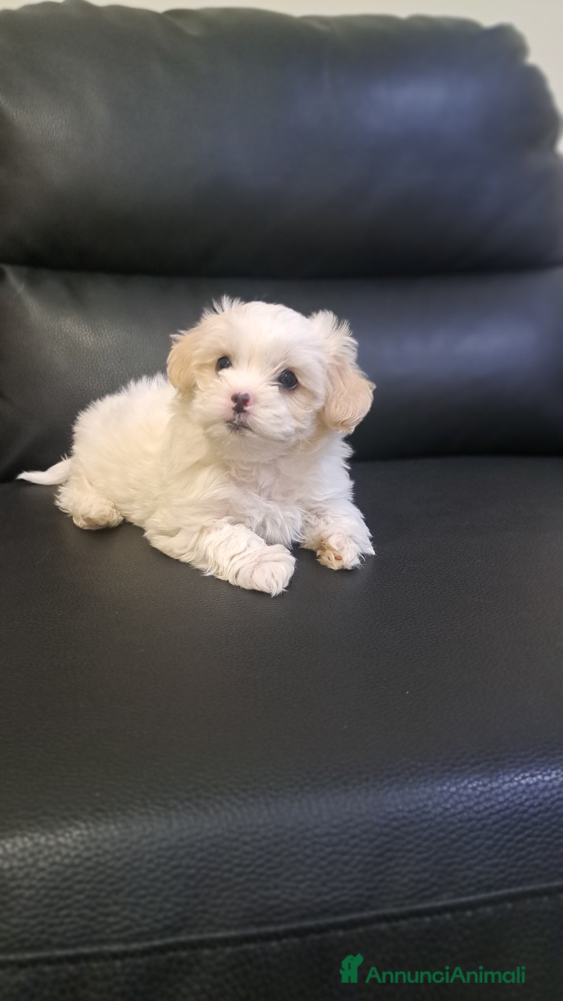 Bichon cani Bellissima femminuccia di Bichon Havanese  - Annuncio 2
