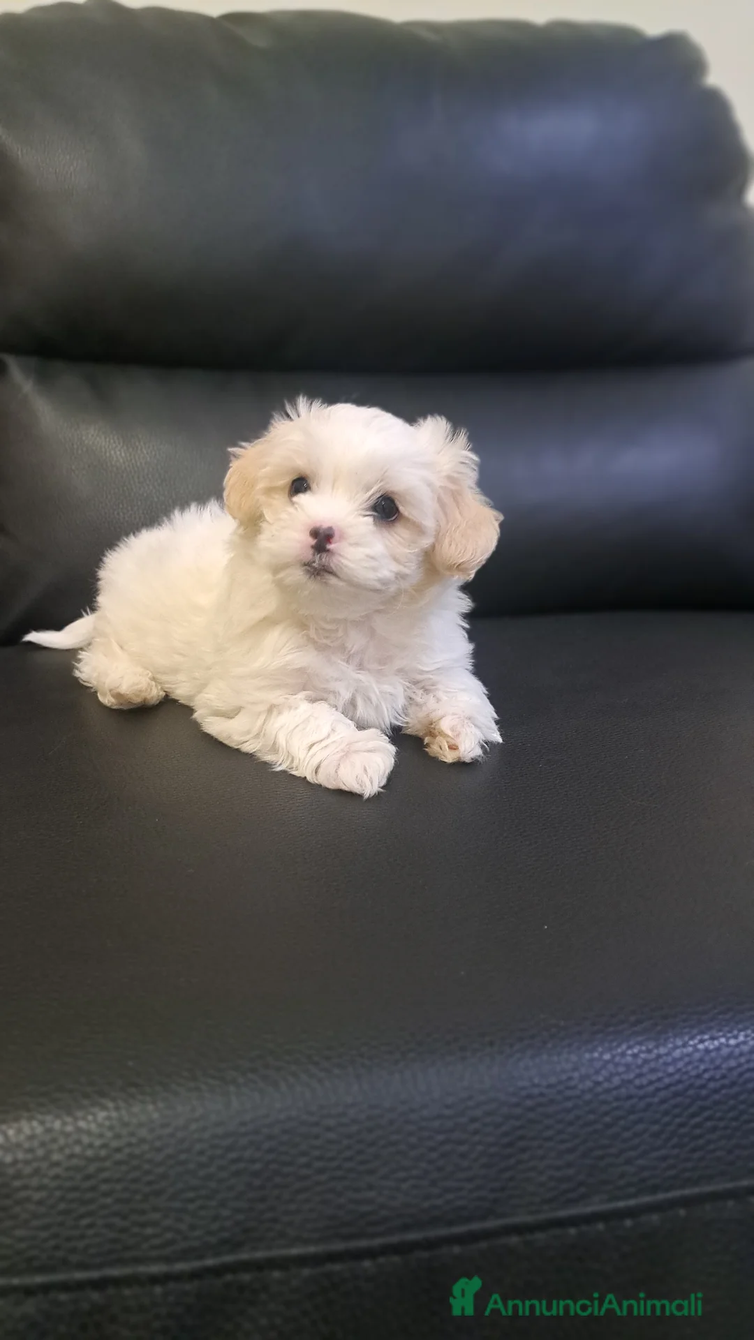 Bichon cani in vendita: Bellissima femminuccia di Bichon Havanese  - Annuncio 1