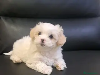 Bichon cani Bellissima femminuccia di Bichon Havanese - Annuncio 1