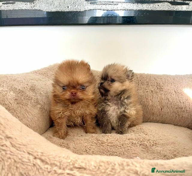 Volpino Pomerania cani Cuccioli di Pomerania!  - Annuncio 1