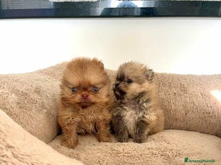 Volpino Pomerania cani Cuccioli di Pomerania! - Annuncio 1