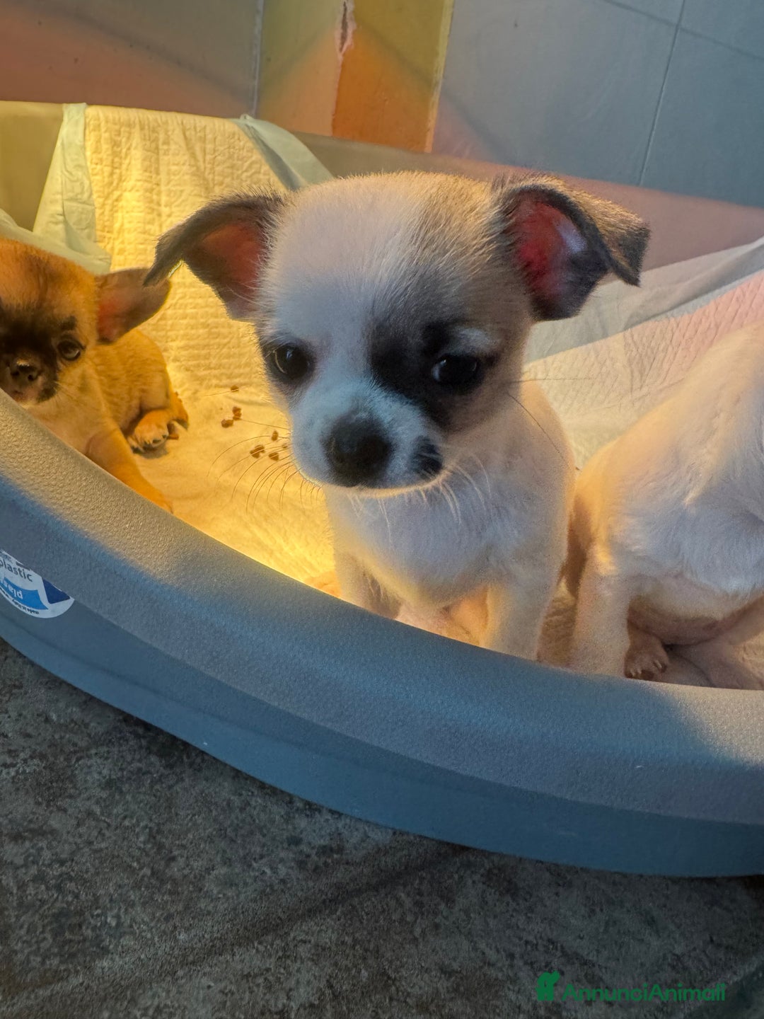 Chihuahua cani in vendita: Cucciole di chihuahua - Annuncio 5