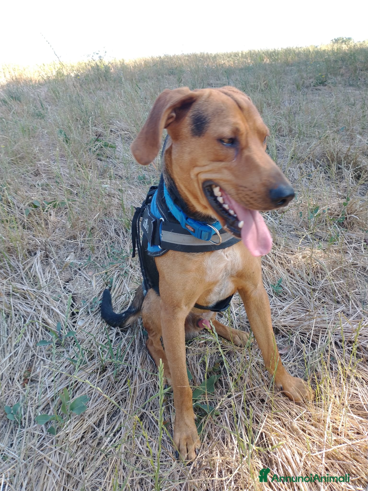 Segugio cani Segugio 15/18mesi veniva cacciato a calci.MOLISE a Città metropolitana di Milano - Annuncio 2