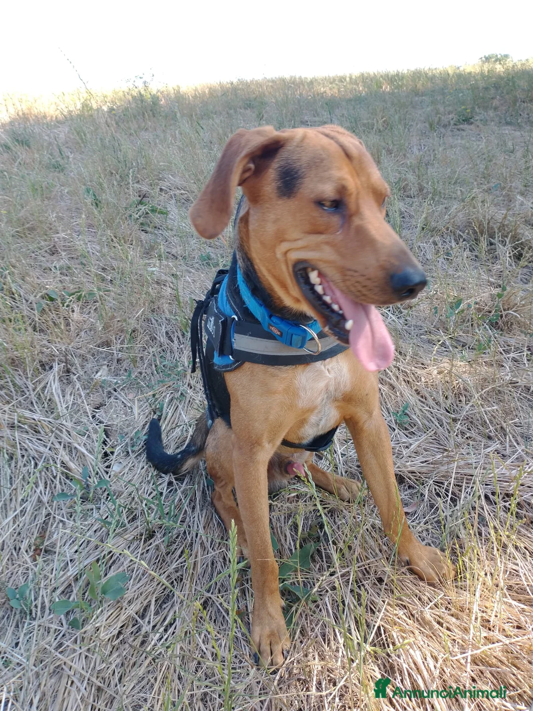 Segugio cani in regalo: Segugio 15/18mesi veniva cacciato a calci.MOLISE a Città metropolitana di Milano - Annuncio 2